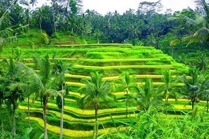Ubud Tour Water Temple with Jungle Swing - Stop 3: Tegalalang Rice Terrace, subak irrigation views north of Ubud