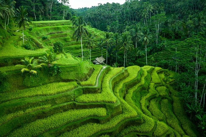 Ubud Tour With Monkey Forest, Rice Terrace, Waterfall, Temple - Ubud in one day: how this route actually feels