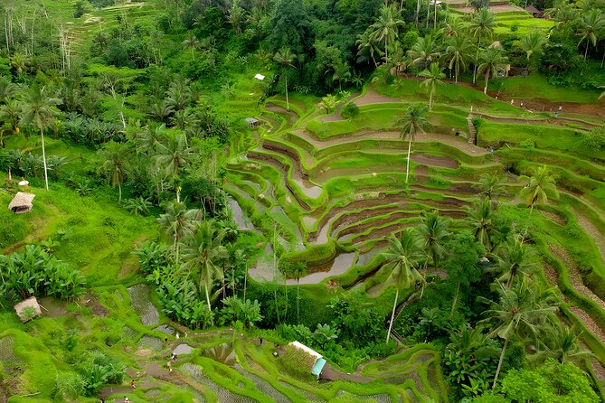 Ubud VW Safari Bali Tour - Volkswagen Classic Car Trip - How the day flows, and how to customize without losing momentum