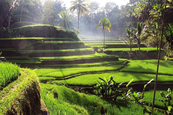 Ubud: Waterfall, Rice Terraces, and Monkey Forest Private Tour - Tegalalang Rice Terraces and subak: UNESCO farmland with a lesson