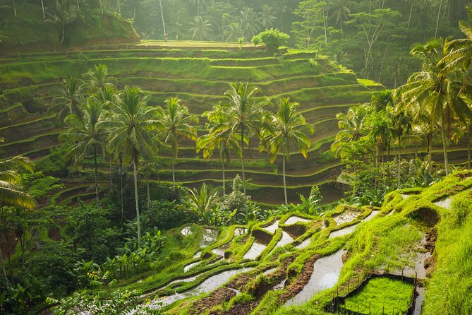 Ubud waterfall, rice terraces, and swing explore - Stop 2: Tegalalang rice terraces and the art of slow viewing