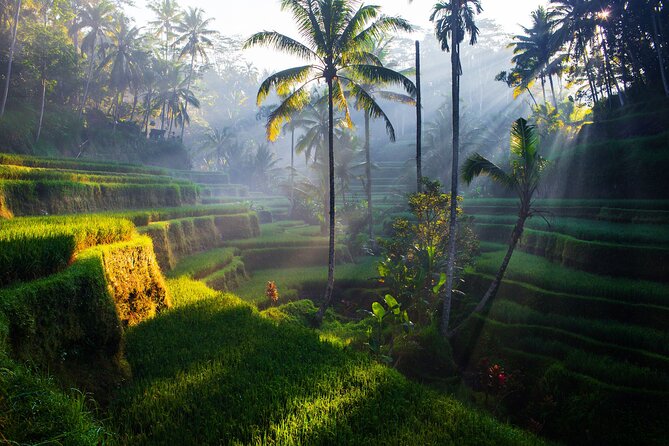 Ubud waterfall, rice terraces, and swing explore - Stop 3: Ubud jungle swing plus traditional Balinese coffee