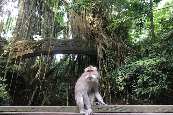 Ubud: Waterfalls, Rice Terraces, and Monkey Forest Private Tour - Starting at 8:30, the “Right Amount of Full” Day Plan