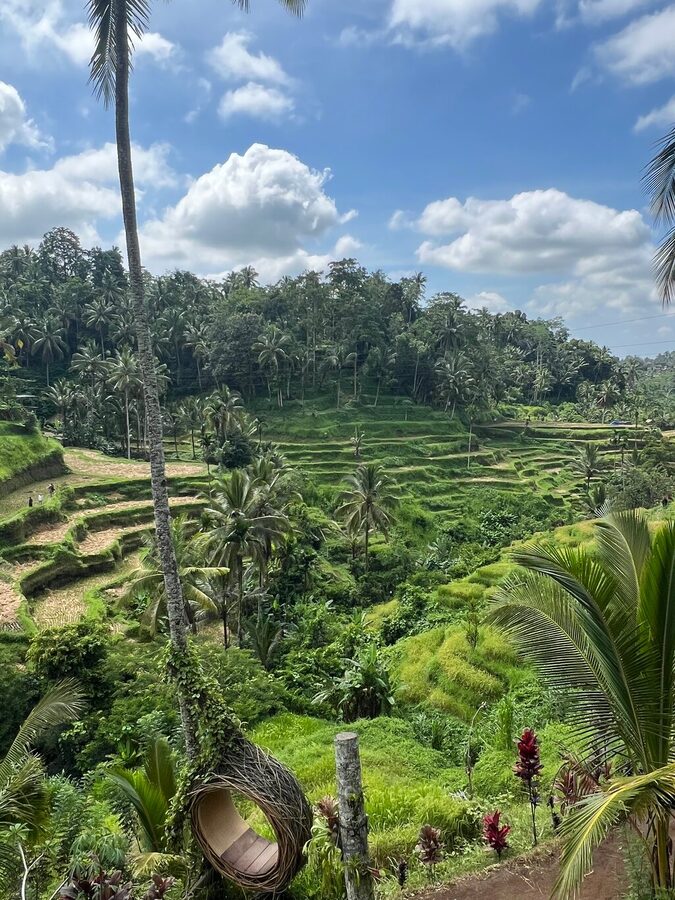 Ubud: Waterfalls, Rice Terraces, and Monkey Forest Private Tour - Stop 4, Sacred Monkey Forest Sanctuary and Sharing Space