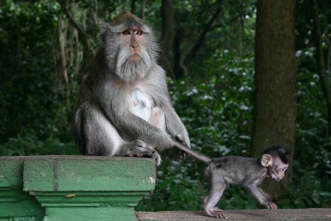 Ubud: Waterfalls, Rice Terraces, and Monkey Forest Private Tour - Pickup and Drop-Off Across Southern Bali, Why Location Matters