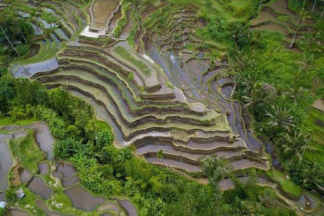 Ubud White Water Rafting, Rice Terrace and Jungle Swing - Who this Ubud day fits best (and who should rethink it)
