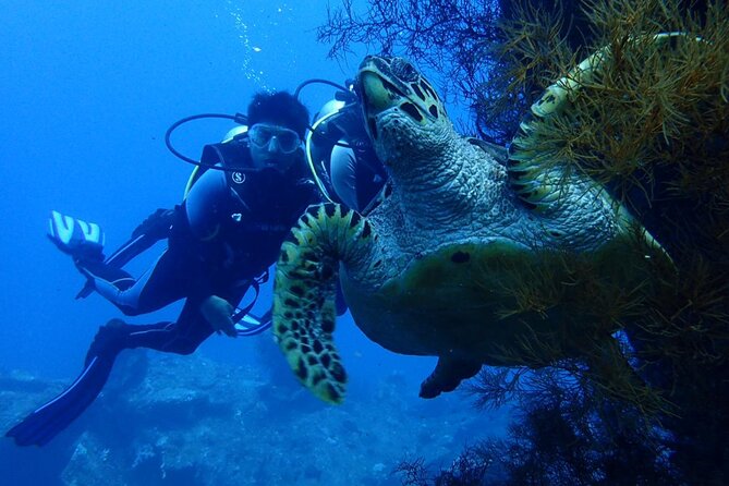 USS Liberty Shipwreck Scuba Diving at Tulamben Bali - Timing, length, and why the drive matters