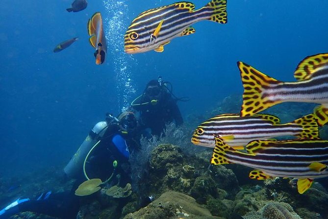 USS Liberty Shipwreck Scuba Diving at Tulamben Bali - Getting ready: equipment, photos, and what to ask for