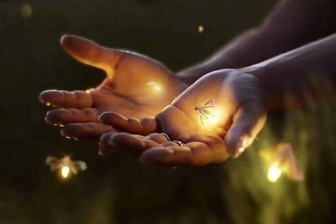 VIllage Firefly Night Tour - Ubud Bali - Key highlights to know before you go