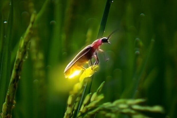 VIllage Firefly Night Tour - Ubud Bali - A real Balinese home visit, with meaning behind the spaces