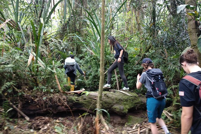 volcano hike and jungle trekking adventure - Price and value: $76.89 for an all-in-one day