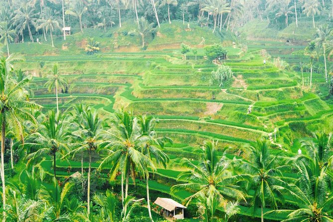 Volcano Jeep Adventure and Ubud Tour - Tegalalang Rice Terraces: A Short Hike That Makes Farming Click