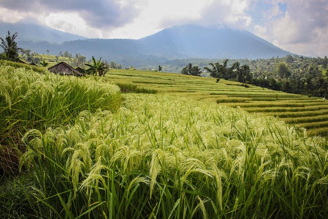West Bali Tour: Taman Ayun, Ulun Danu Beratan, Jatiluwih Rice Terrace, Tanah Lot - Price and what $45 really buys you