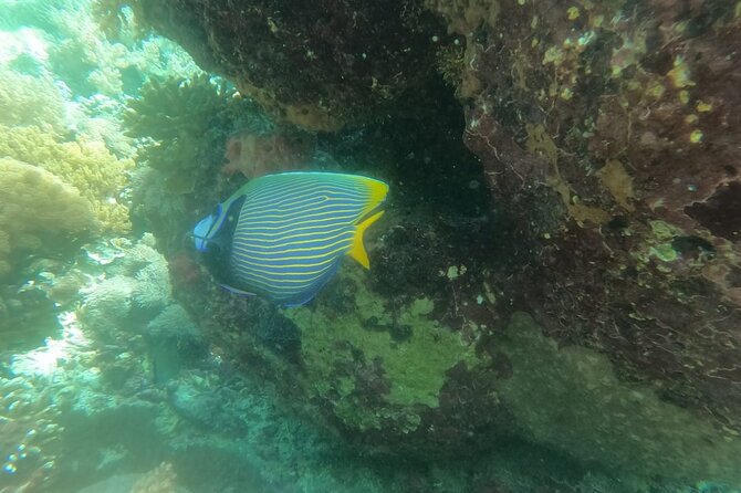 West Nusa Penida With Snorkeling Private Guided Tour - Kelingking Beach viewpoint: a guide who helps you get the shot