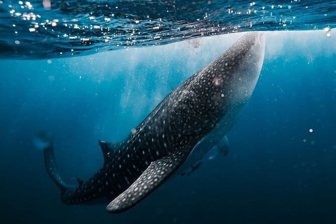 Whale Shark Adventure 2 Days 1 Night Sharing Trip - Key things to know before you go