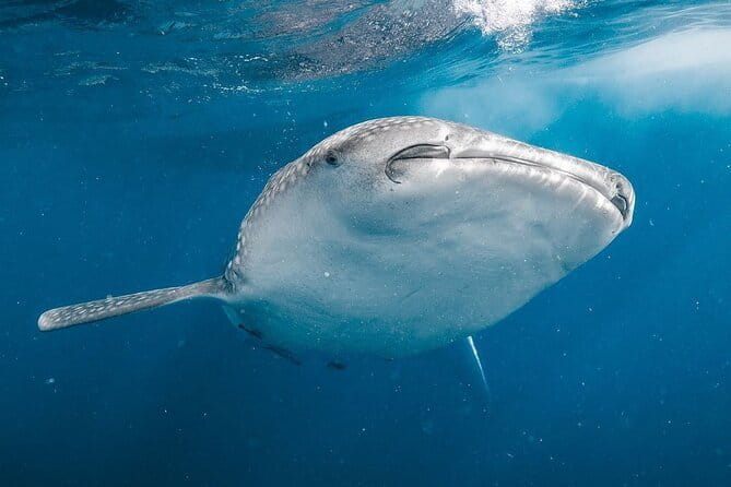 Whale Shark Adventure 2 Days 1 Night Sharing Trip - Day 1 from Lombok to Sumbawa: the long setup day