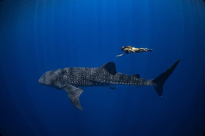 Whale Shark Adventure 2 Days 1 Night Sharing Trip - Day 2 Teluk Saleh dawn: Begog boat, breakfast, and whale shark time