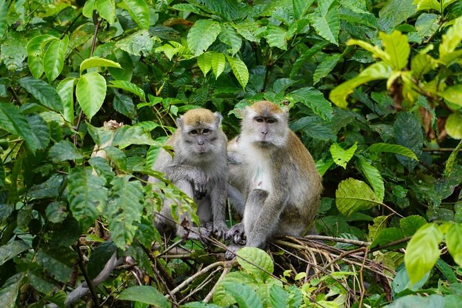 Wonderful 2Days 1Night Bukit Lawang Jungle Trekking Free Rafting - Wildlife Chances: What You Can Hope to See