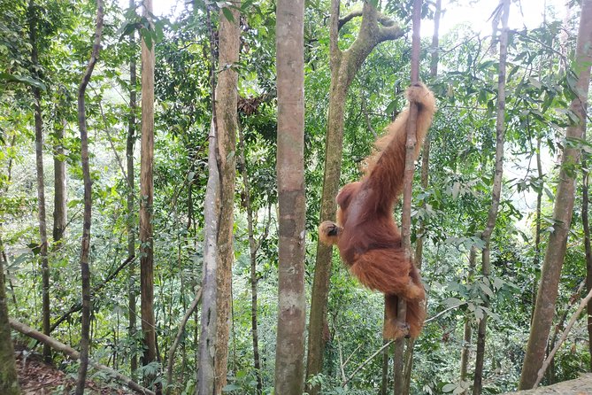 Wonderful 7 Days North Sumatra Tour (Include: 2 Days 1 Night Jungle Trekking) - Day 2 jungle trekking in Gunung Leuser National Park